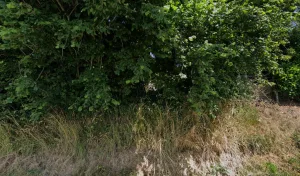 Benney Sylvain à Manéglise