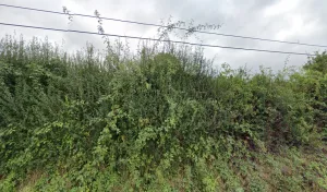 Brichet Vincent à Courcelles-la-Forêt