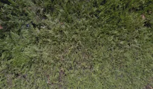 Bcp couverture à Dizy-le-Gros